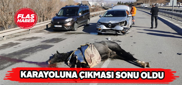 Karayoluna çıkan başıboş at telef oldu
