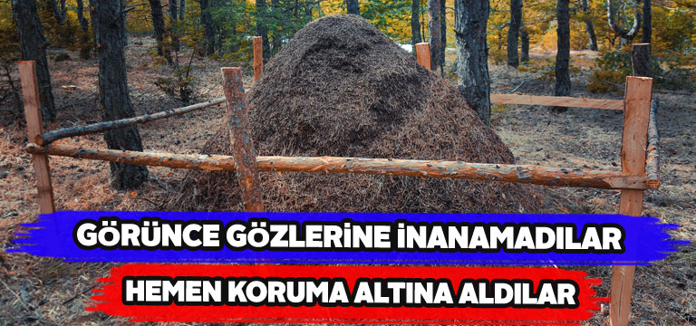 Dev karınca yuvası korumaya alındı