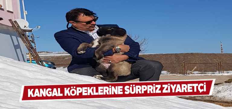 Kangal köpeklerine sürpriz ziyaretçi