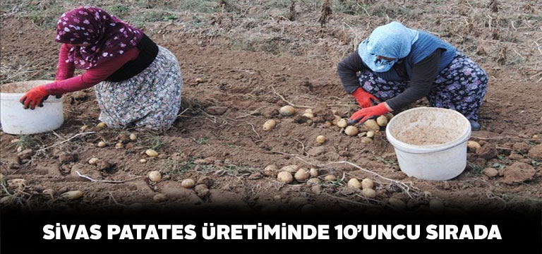 Sivas en fazla patates üreten 10. il oldu