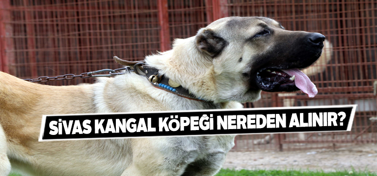 Sivas Kangal Köpeği Fiyatları Nedir? Nereden Alınır?