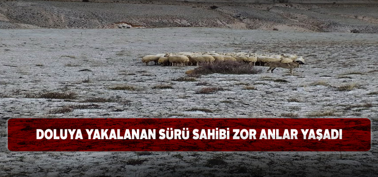 Gürün’de yaşanan dolu koyunları telef edecekti