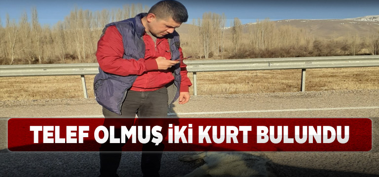 Divriği ilçesinde iki kurt telef oldu