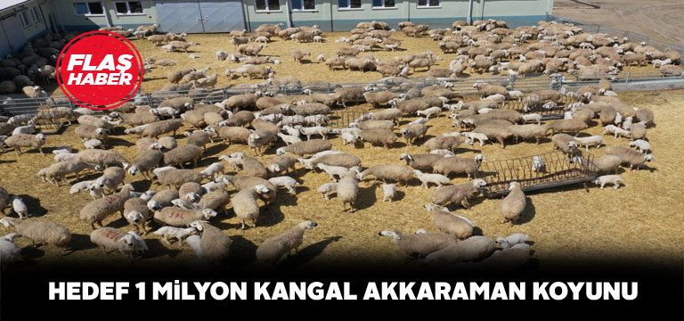 Kangal Akkaraman Koyunu ıslahı için toplantı yapıldı