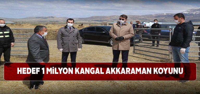 Kangal Akkaraman Koyununda hedef 1 milyon