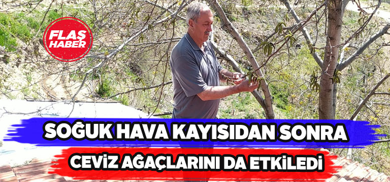 Ceviz ağaçları da soğuktan olumsuz etkilendi