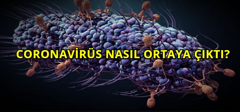 Coronavirüs Nasıl Ortaya Çıktı?