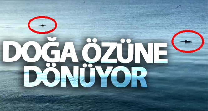 Doğa özüne dönüyor: Deniz Yunuslara kaldı