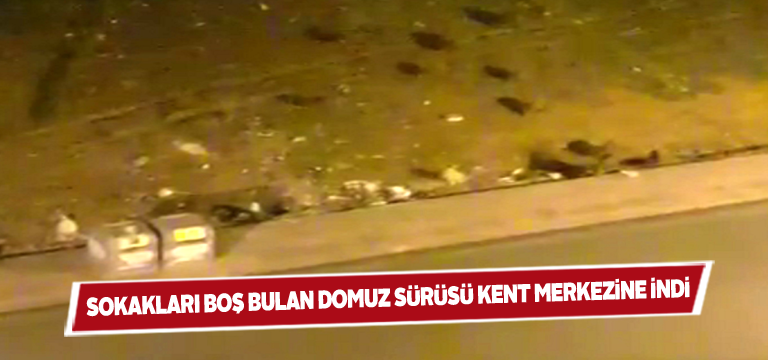 Sivas kent merkezinde domuz sürüsü görüldü