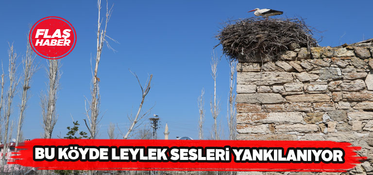 Göydün köyüne leylekler yine akın etti