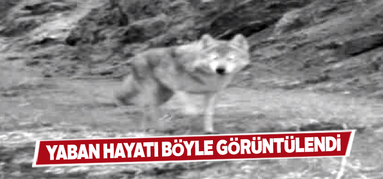 Foto kapanlar Sivas’ta yaban hayatını gözler önüne serdi