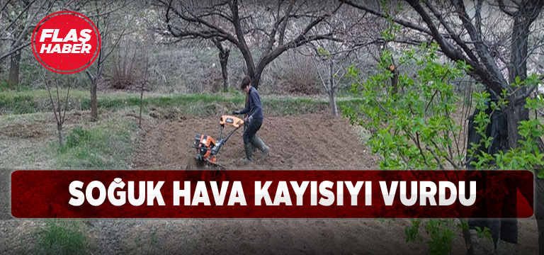 Kayısılar hava durumundan olumsuz etkilendi
