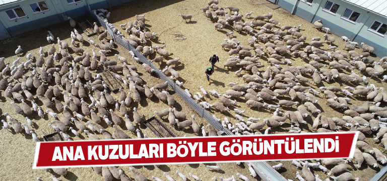Kuzuların anneleri ile buluşması havadan görüntülendi