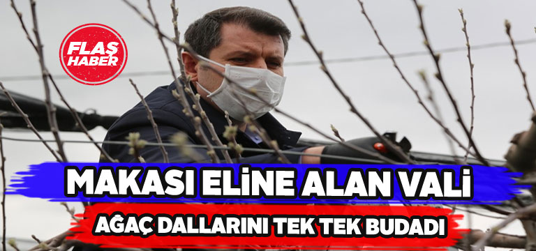 Sivas Valisi ağaçları bizzat budadı