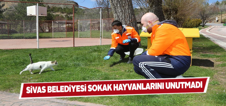Sivas Belediyesi sokak hayvanlarına yiyecek bıraktı