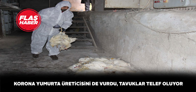 Yumurta üreticileri de virüsten olumsuz etkilendi