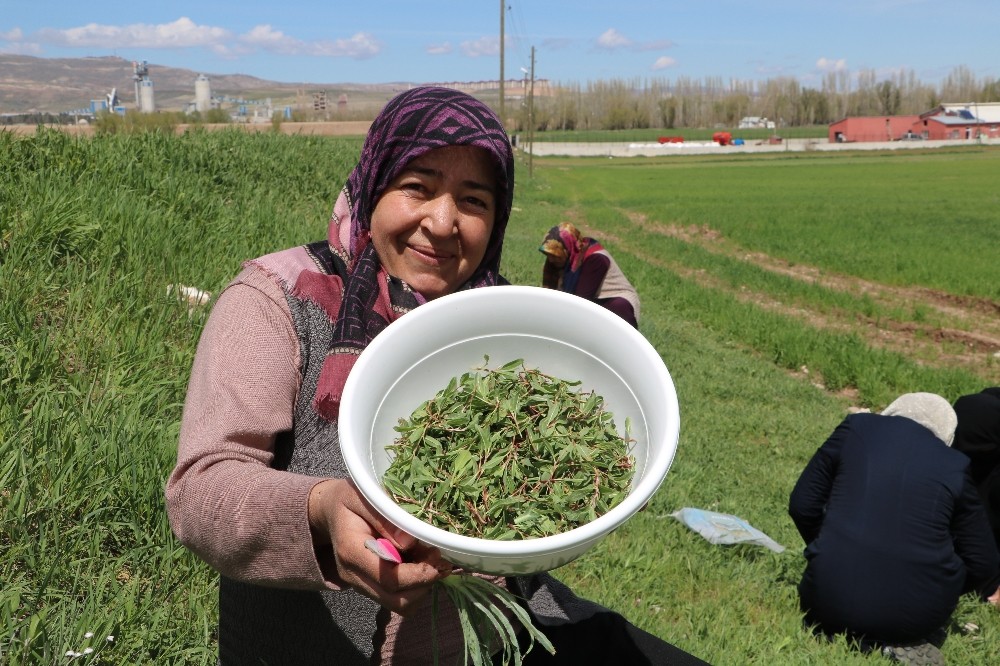 Sivas'ta madımak hasadı başladı