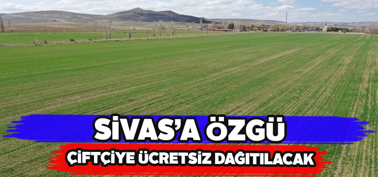 Vali Salih Ayhan Zeron Buğdayı tarlasını inceledi