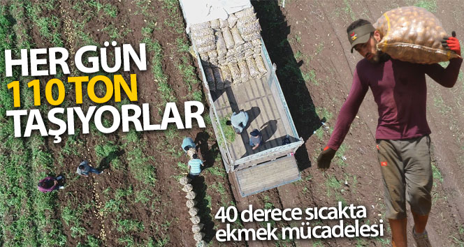 40 derece sıcakta her gün 110 ton patates yüklüyorlar