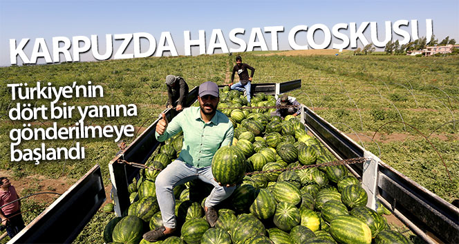 Adana’da karpuzda hasat coşkusu