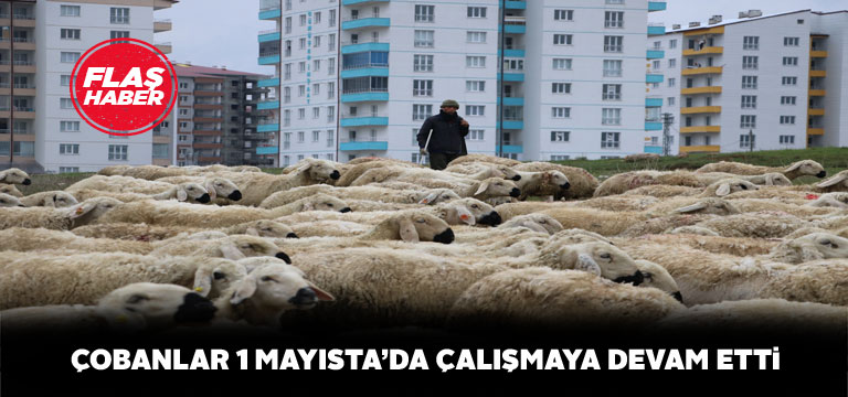 Afgan çobanların mesaisi 1 Mayıs dinlemedi