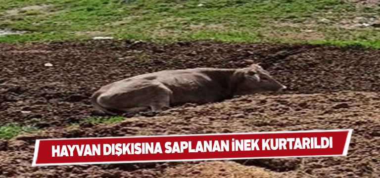 Bataklığa saplanan inek araçla çekilerek kurtarıldı