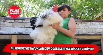Brahma cinsi tavuk ve horozlar hayrete düşürüyor