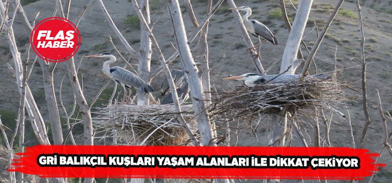 Çamlıgöze barajı sürpriz canlıları ağırlıyor