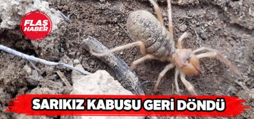 Et yiyen örümcek yeniden kendisini gösterdi