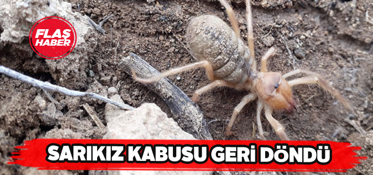 Et yiyen örümcek yeniden kendisini gösterdi