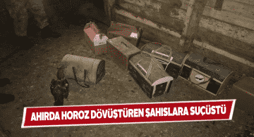 Horoz dövüştürme pahalıya patladı