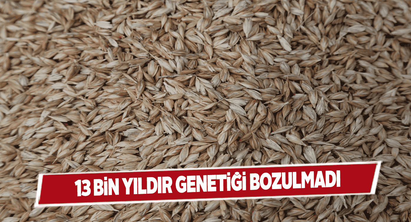 Antik kavılca buğdayı tohumları toprağa serpildi