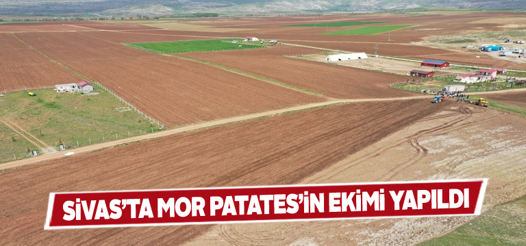 Vali Ayhan çiftçilerle birlikte mor patates ekti
