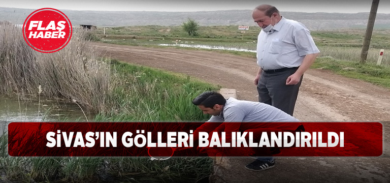 Sivas’ta 15 göle sazan yavrusu bırakıldı