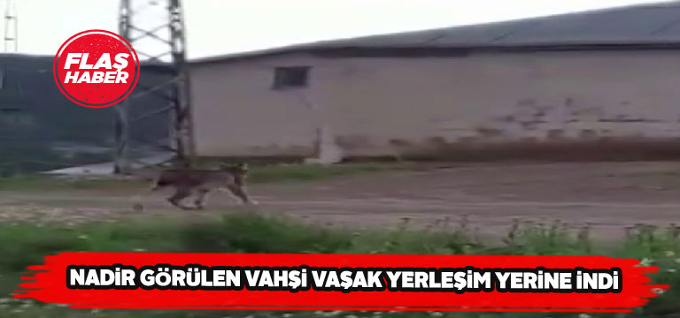 Vahşi vaşak boş kalan köyde adım adım gezdi