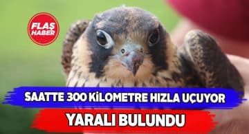 Şarkışla’da bulunan yaralı doğan tedavi edilecek