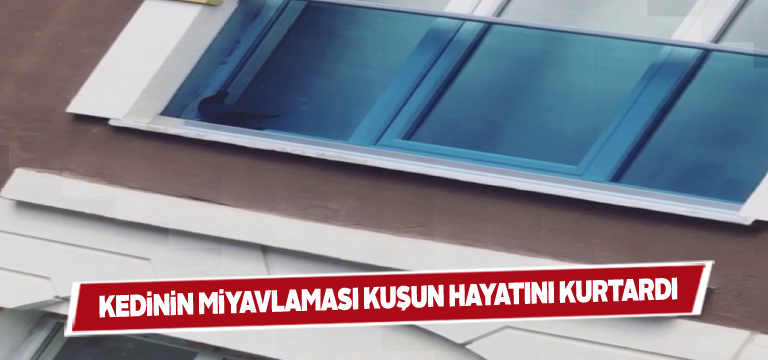 Zara’da itfaiye ekipleri kuşu sıkıştığı yerden kurtardı