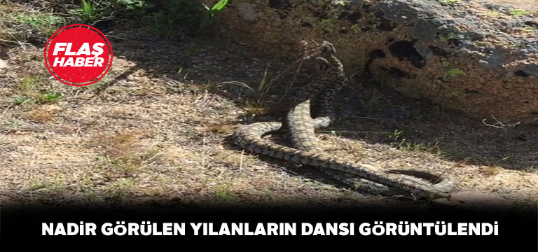 Sivas’ta yılanların üstünlük çabası görüntülendi