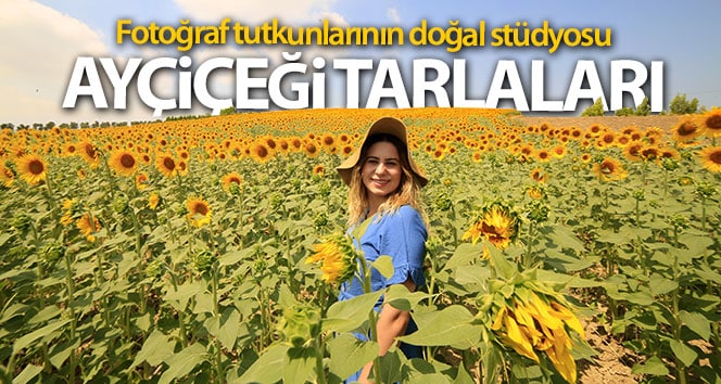 Açılan ayçiçeği, fotoğraf severler tarlalara koştu