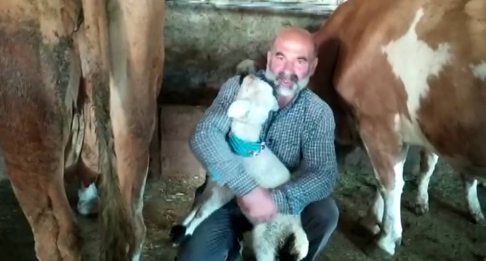 Kuzu ile inek arasındaki duygulandıran ilişki!