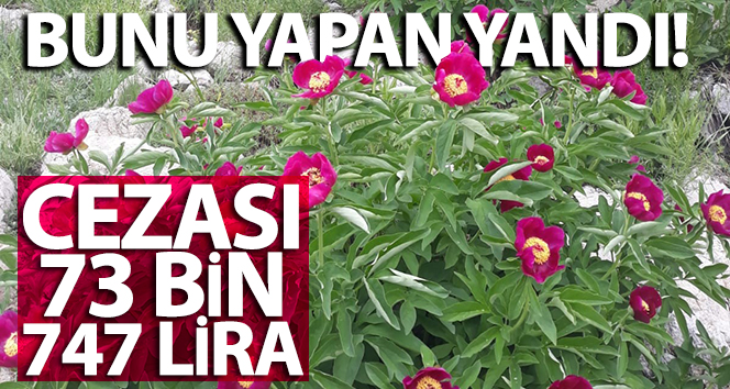‘Ayı gülü’ koparma cezası 73 bin 747 lira
