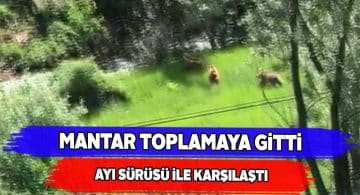 Karşılaştığı ayı sürüsünü kameraya aldı