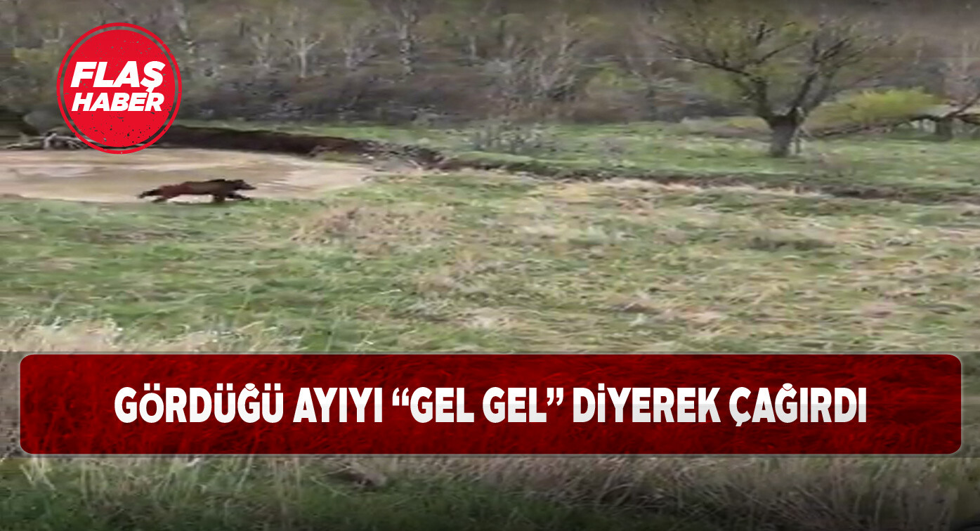 Hafik’te bir ayı kameralar tarafından kayda alındı