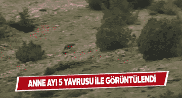Nesli tükenmekte olan 6 boz ayı Şarkışla’da görüntülendi
