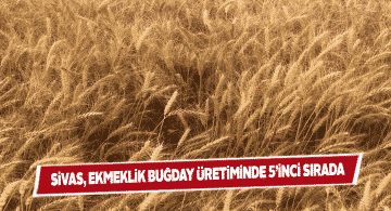 2019 yılında Sivas’ta 523 bin ton buğday üretildi