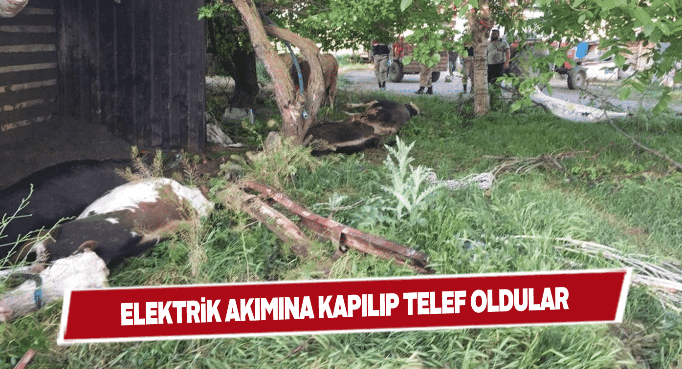 Gemerek’te devrilen araçtaki 4 büyükbaş hayvan can verdi