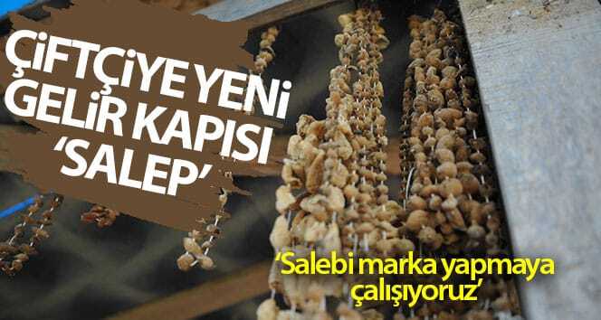 Çiftçi için yeni gelir kapısı: Salep