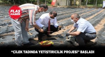 Sivas’ta çilek fidesi dikimi yapıldı