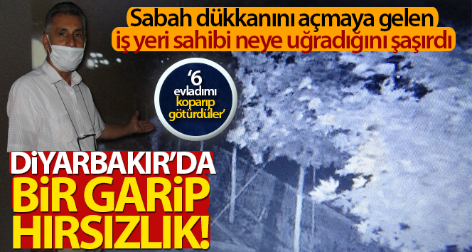Diyarbakır’da garip bir hırsızlık, yıllarca baktığı ağaçlar çalındı