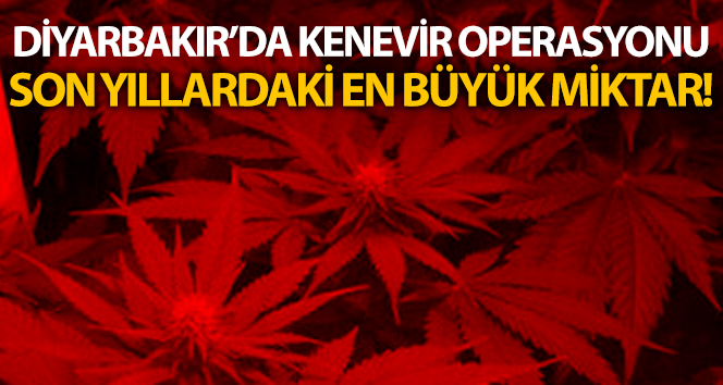 Diyarbakır’ın Lice ilçesinde 7 milyon 571 bin 062 kök kenevir bitkisi ele geçirildi